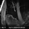 Europese bever gespot aan de Zenne op de grens van Brussel en Vilvoorde: “Terug van weggeweest” 