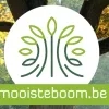 mooiste_boom.jpg