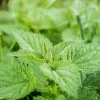 stinging-nettle-503939_1920.jpg