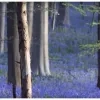 hallerbos_blauw.jpg