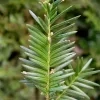 taxus.jpg