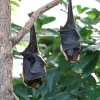 flying-foxes-2237213_1920.jpg