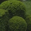 buxus.png