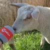 schaap_ringtv.jpg