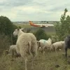 schapen_luchthaven.png