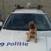 stitch_politiehond.png