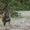 wallaby_unsplash.jpg