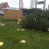 kerstboom_humbeek_sas3.jpg